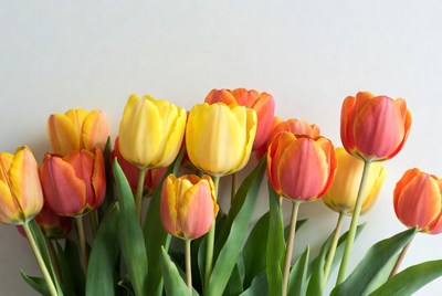 Colorful tulips arranged on a table
