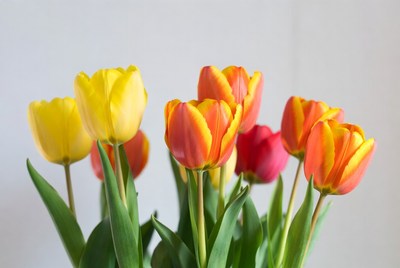 Bright tulips in a vase