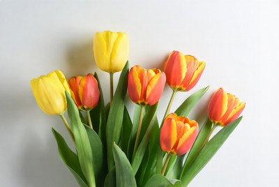Colorful tulips on a white background