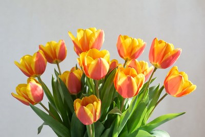Colorful tulips displayed in a vase