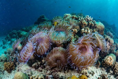 Coral reef scene with sea anemones