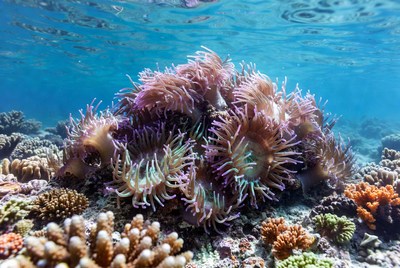 Coral reef scene in clear water