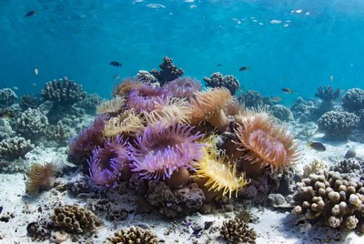 Colorful coral reef with anemones