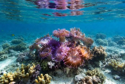 Coral reef with anemones in clear water