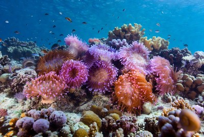 Coral reef with colorful sea anemones