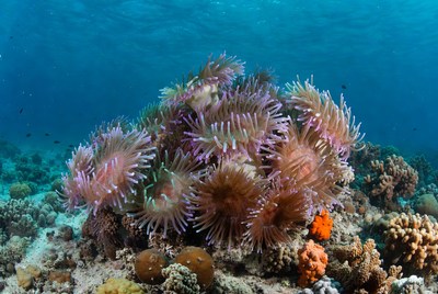 Coral reef and sea life scene underwater