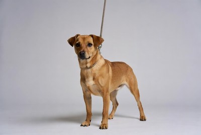 Small brown dog stands on white background