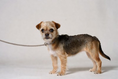 Small dog standing on leash in studio
