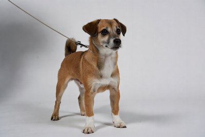 Small dog standing on a leash