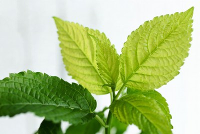 Bright green leaves in sunlight