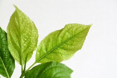 Green leaves close up with details