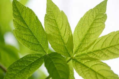 Green leaves close up in natural light
