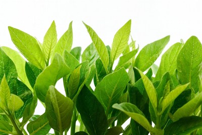 Green leaves growing in sunlight