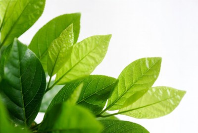 Green leaves on a branch in sunlight