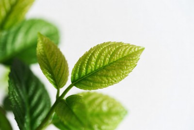 Fresh green leaves on a stem