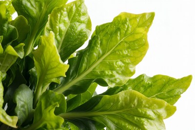Fresh green lettuce close up view