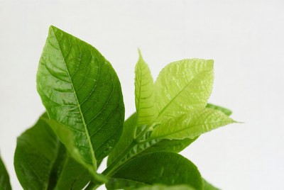 Fresh green leaves close up