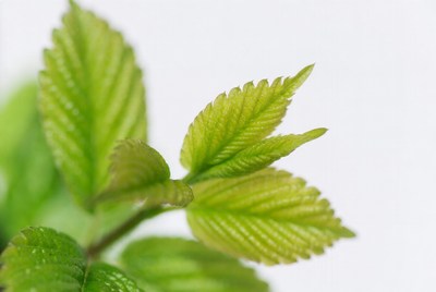 Green leaves on a plant