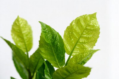 Textured bright green plant leaves