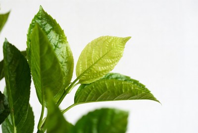 New green leaves on plant stem