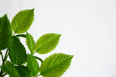 Close-up of green leaves in bright light