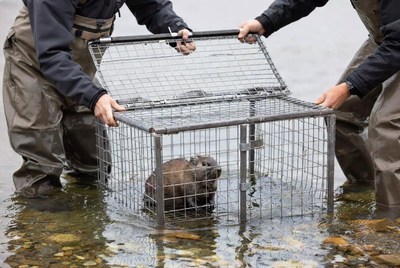 Beaver rescue in river habitat