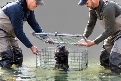 Rescue of otter at wildlife center
