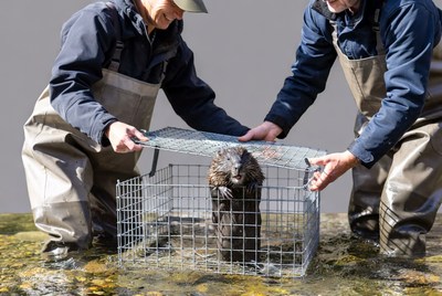 Two people handle an otter in a cage