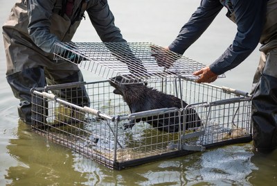 Otter rescue in the water