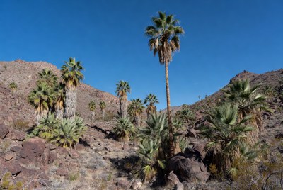 Palm trees in desert landscape under blue sky