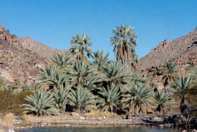Palm trees in a desert landscape