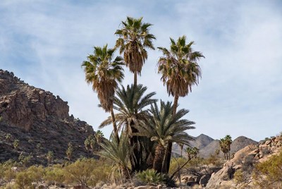 Palm trees near rocky mountains