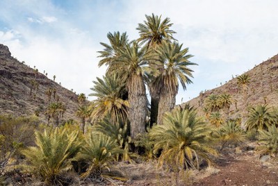 Palm trees in mountain landscape