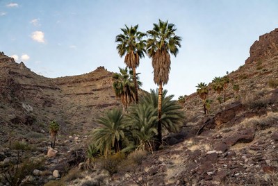 Palm trees in a desert valley