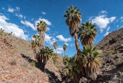 Palm trees in desert landscape