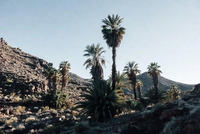 Desert landscape with palm trees
