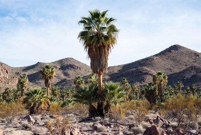 Palm trees in desert landscape with mountains