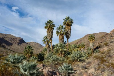Desert landscape with palm trees