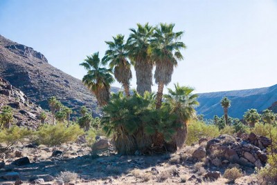 Palm trees in desert landscape