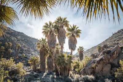 Palm trees in desert landscape
