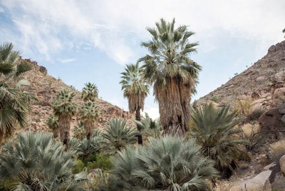 Desert landscape with palm trees