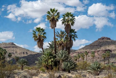 Palm trees in desert landscape under clouds