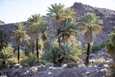 Palm trees in desert landscape