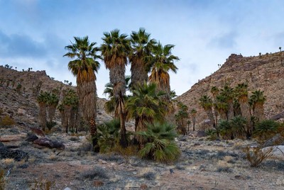 Palm trees in desert valley landscape