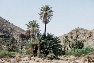 Palm trees in a desert landscape