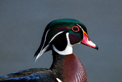 Wood duck profile in natural light