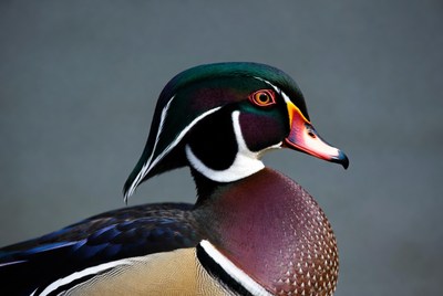 Wood duck close-up in natural light