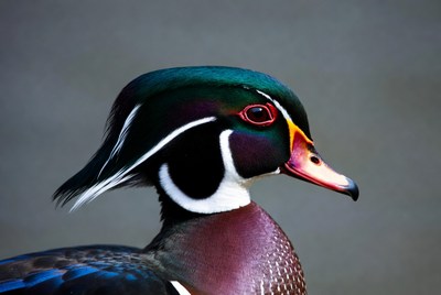 Wood duck with vibrant feathers