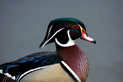 Wood duck close up in focus