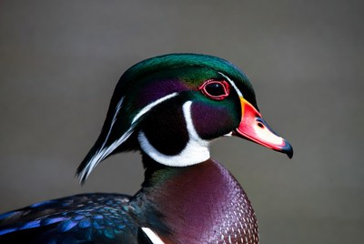 Colorful duck with striking features